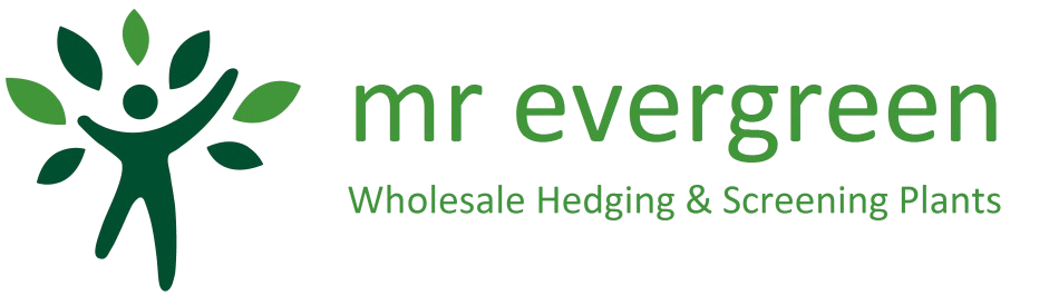 Mr_Evergreen_header-removebg-941x265