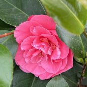 Camellia Japonica 'Odoratissima'