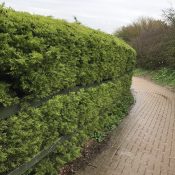 Cup leylandii (Hedge)