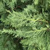 Cupressocyparis leylandii