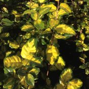 Elaeagnus ‘Coastal Gold’