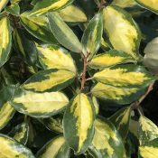 Elaeagnus ‘Limelight'
