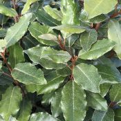 Elaeagnus ebbingei