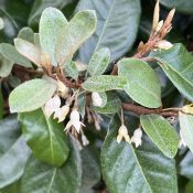 Elaeagnus ebbingei