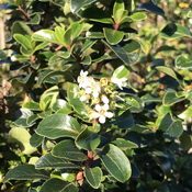 Escallonia iveyii (Foliage)