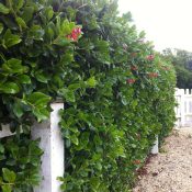 Escallonia macrantha (Hedge)