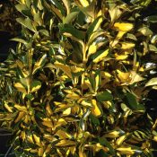 Euonymus Aureopictus (Foliage)