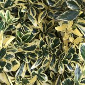 Euonymus Bravo