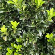 Euonymus 'Green Rocket'