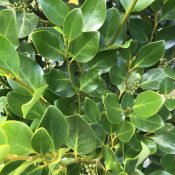 Griselinia Green Horizon