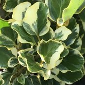 Griselinia Variegata (Foliage)