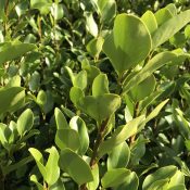 Griselinia littoralis