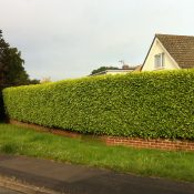 Griselinia littoralis