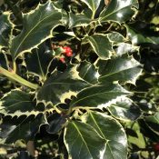Ilex Argentea Marginata (Foliage)