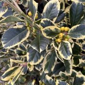 Ilex altaclerensis 'Golden King'