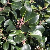 Ilex Hodginsii (Foliage)