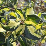 Ilex altaclerensis 'Lawsoniana'