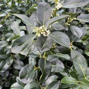 Ilex altaclerensis 'Wilsonii'