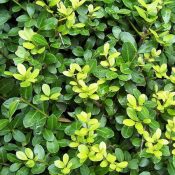 Ilex crenata (Foliage)