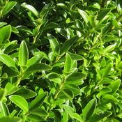 Ilex maximowicziana Kanehirae