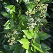 Ligustrum Texanum