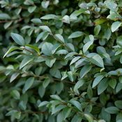 Ligustrum ovalifolium (Foliage)