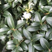 Osmanthus burkwoodii