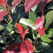 Photinia ‘Red Select’