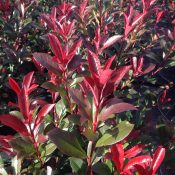 Photinia robusta compacta