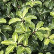 Pittosporum ‘Abbotsbury Gold’