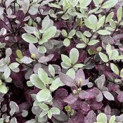 Pittosporum Bannow Bay