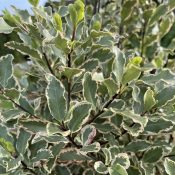 Pittosporum tenuifolium 'Elizabeth'