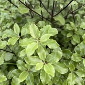 Pittosporum tenuifolium 'Emerald Dome'