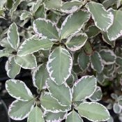 Pittosporum tenuifolium 'Garnettii'