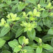 Pittosporum tenuifolium 'Gold Star'