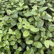 Pittosporum tenuifolium ‘Golf Ball’ 