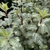 Pittosporum tenuifolium 'Irene Paterson'