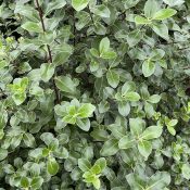 Pittosporum tenuifolium 'Irish Luck'