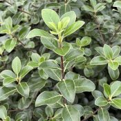Pittosporum tenuifolium 'Irish Luck'