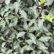 Pittosporum tenuifolium 'Penmarch'