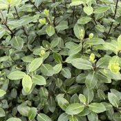 Pittosporum tenuifolium 'Pompom'