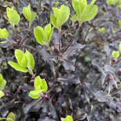 Pittosporum tenuifolium 'Purpureum'