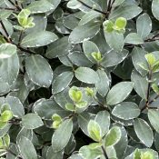 Pittosporum tenuifolium 'Silver Ball'