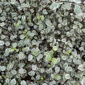 Pittosporum tenuifolium 'Silver Magic'