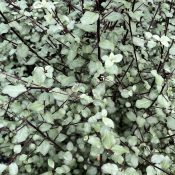 Pittosporum tenuifolium 'Silver Sheen'