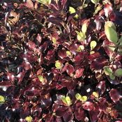 Pittosporum Tom Thumb (Foliage)