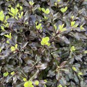 Pittosporum tenuifolium ‘Tom Thumb’ 