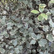 Pittosporum tenuifolium 'Victoria’ 