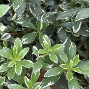 Pittosporum heterophyllum Variegatum