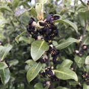 Pittosporum tenuifolium